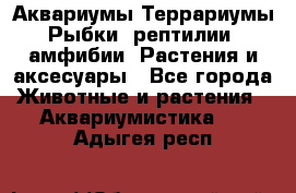 Аквариумы.Террариумы.Рыбки, рептилии, амфибии. Растения и аксесуары - Все города Животные и растения » Аквариумистика   . Адыгея респ.